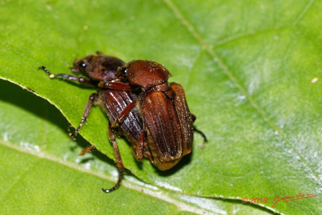 131 ENTOMO 01 Mikongo Insecta 088 Coleoptera Scarabaeidae Cetoniinae Myodermum alutaceum Couple 19E80DIMG_190806142779_DxOwtmk 150k.jpg