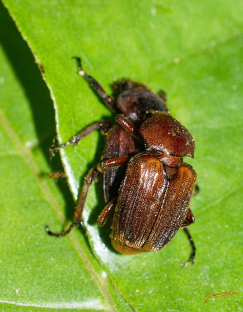132 ENTOMO 01 Mikongo Insecta 088 Coleoptera Scarabaeidae Cetoniinae Myodermum alutaceum Couple 19E80DIMG_190806142780_DxOwtmk 150k.jpg