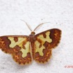 134 ENTOMO 01 Mikongo Insecta 090 Lepidoptera Geometridae Zamarada sp M Possible 19E80DIMG_190807142787_DxOwtmk 150k.jpg