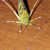 148 ENTOMO 01 Mikongo Insecta 101 Orthoptera Tettigoniidae Non Identifie 19E80DIMG_190807142843_DxOwtmk 150k.jpg