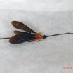 155 ENTOMO 01 Mikongo Insecta 105 Hymenoptera Braconidae Braconinae Zaglyptogastra sp F Recto 19E80DIMG_190808142897_DxOwtmk 150k.jpg