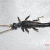 161 ENTOMO 01 Mikongo Insecta 110 Coleoptera Cantharidae Ichthyurus sp Possible Recto 19E80DIMG_190809142963_DxOwtmk 150k.jpg