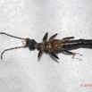 162 ENTOMO 01 Mikongo Insecta 110 Coleoptera Cantharidae Ichthyurus sp Possible Verso 19E80DIMG_190809142966_DxOwtmk 150k.jpg