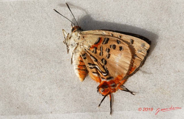 173 ENTOMO 01 Mikongo Insecta 115 Lepidoptera Lycaenidae Theclinae Lipaphnaeus leonina M 19E80DIMG_190809143035_DxOwtmk 150k.jpg