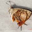 173 ENTOMO 01 Mikongo Insecta 115 Lepidoptera Lycaenidae Theclinae Lipaphnaeus leonina M 19E80DIMG_190809143035_DxOwtmk 150k.jpg
