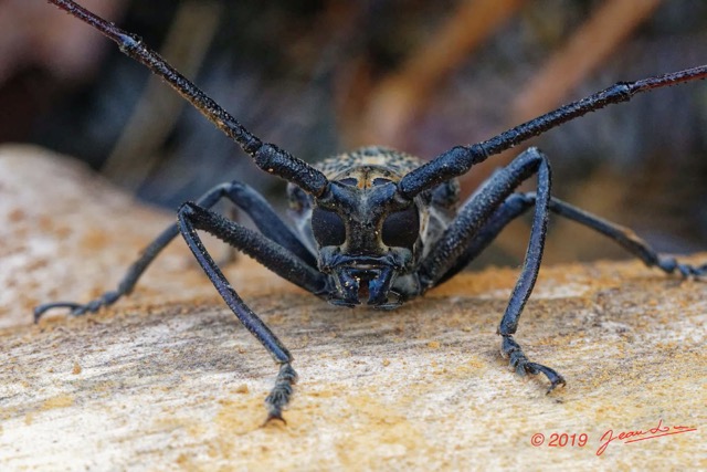 187 ENTOMO 01 Mikongo Insecta 122 Coleoptera Cerambycidae Lamiinae Batocera wyliei 19E80DIMG_190810143099_Nik_DxOwtmk 150k.jpg