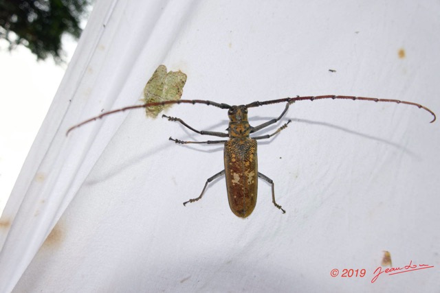 189 ENTOMO 01 Mikongo Insecta 122 Coleoptera Cerambycidae Lamiinae Batocera wyliei 19RX106DSC_1908101000882_DxOwtmk 150k.jpg