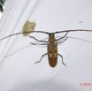 189 ENTOMO 01 Mikongo Insecta 122 Coleoptera Cerambycidae Lamiinae Batocera wyliei 19RX106DSC_1908101000882_DxOwtmk 150k.jpg