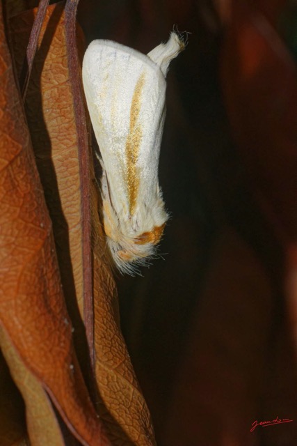 190 ENTOMO 01 Mikongo Insecta 123 Lepidoptera Notodontidae Non Identifie 19E80DIMG_190810143084_DxOwtmk 150k.jpg