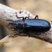 194 ENTOMO 01 Mikongo Insecta 126 Coleoptera Cerambycidae Prioninae Mallodon downesii 19E80DIMG_190810143116_DxOwtmk 150k.jpg