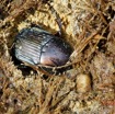 203 ENTOMO 01 Mikongo Insecta 134 Coleoptera Scarabaeidae Scarabaeinae Onitis sp dans Feces Elephant 19E80DIMG_190811143286_DxOwtmk 150k.jpg