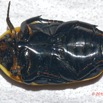 208 ENTOMO 01 Mikongo Insecta 136 FV Coleoptera Cetoniinae Pachnoda sp 19E80DIMG_190811143300_DxOwtmk 150k.jpg