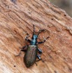 210 ENTOMO 01 Mikongo Vieille Piste Insecta 055 Coleoptera Tenebrionidae Metallonotus sp Possible sur Tronc Mort 19E80DIMG_190803142144_DxOwtmk 150k.jpg