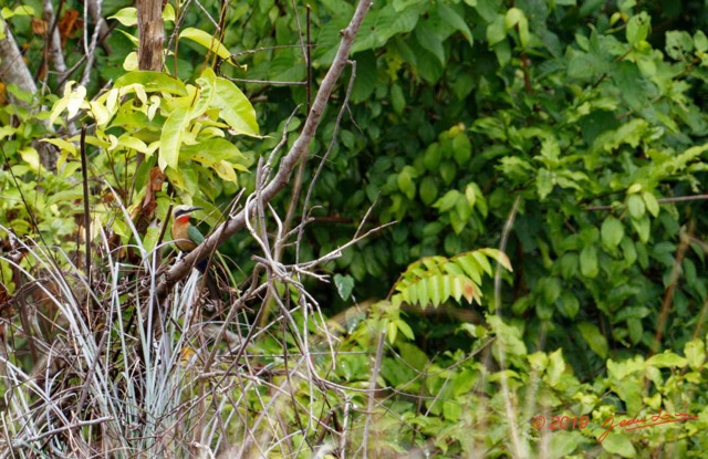 023 ENTOMO 03 Nyonie la Savane Oiseau 045 Aves Coraciformes Meropidae Guepier a Front Blanc Merops bullockoides 19E5K3IMG_190824152477_DxOwtmk 150k.jpg