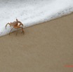 057 ENTOMO 03 Nyonie la Plage Arthropoda 029 Malacostraca Decapoda Ocypodidae Crabe Fantome Ocypode sp 19E5K3IMG_190828152717_DxOwtmk 150k.jpg