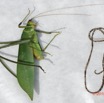 003 ENTOMO 03 Nyonie Insecta 171 Orthoptera Tettigoniidae Sauterelle avec Ver Gordien 19E80DIMG_190828144285_DxOwtmk 150k.jpg