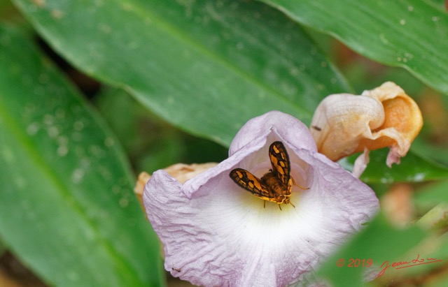 017 ENTOMO 03 Nyonie la Foret Papillon Hesperidae Recoltant Pollen sur Fleur Aframomum 19E80DIMG_190824143981_DxOwtmk 150k.jpg