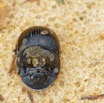 018 ENTOMO 03 Nyonie la Piste Insecta 159 Coleoptera Scarabaeidae Scarabaeinae Catharsius cassius Kolbe 1893 M 19E80DIMG_190824143968_DxOwtmk 150k.jpg