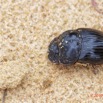 021 ENTOMO 03 Nyonie la Piste Insecta 160 Coleoptera Scarabaeidae Scarabaeinae Catharsius cassius Kolbe 1893 F 19E80DIMG_190824143974_DxOwtmk 150k.jpg