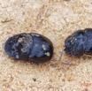 022 ENTOMO 03 Nyonie la Piste Insecta 160 Coleoptera Scarabaeidae Scarabaeinae Catharsius cassius Kolbe 1893 M & F 19E80DIMG_190824143977_DxOwtmk 150k.jpg