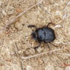 032 ENTOMO 03 Nyonie la Savane Insecta 164 Coleoptera Scarabaeidae Scarabaeinae Scarabaeus goryi F 19E80DIMG_190826144202_DxOwtmk 150k.jpg