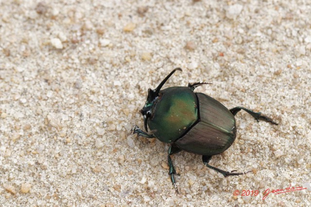 034 ENTOMO 03 Nyonie la Savane Insecta 166 Coleoptera Scarabaeidae Scarabaeinae Proagoderus gibbiramus M 19E80DIMG_190826144230_DxOwtmk 150k.jpg