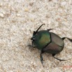 034 ENTOMO 03 Nyonie la Savane Insecta 166 Coleoptera Scarabaeidae Scarabaeinae Proagoderus gibbiramus M 19E80DIMG_190826144230_DxOwtmk 150k.jpg