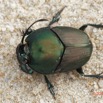 035 ENTOMO 03 Nyonie la Savane Insecta 166 Coleoptera Scarabaeidae Scarabaeinae Proagoderus gibbiramus M 19E80DIMG_190826144232_DxOwtmk 150k.jpg