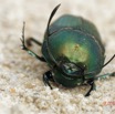 037 ENTOMO 03 Nyonie la Savane Insecta 166 Coleoptera Scarabaeidae Scarabaeinae Proagoderus gibbiramus M 19E80DIMG_190826144236_DxOwtmk 150k.jpg