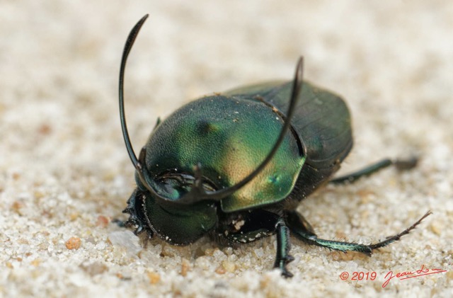 038 ENTOMO 03 Nyonie la Savane Insecta 166 Coleoptera Scarabaeidae Scarabaeinae Proagoderus gibbiramus M 19E80DIMG_190826144237_DxOwtmk 150k.jpg