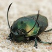 038 ENTOMO 03 Nyonie la Savane Insecta 166 Coleoptera Scarabaeidae Scarabaeinae Proagoderus gibbiramus M 19E80DIMG_190826144237_DxOwtmk 150k.jpg