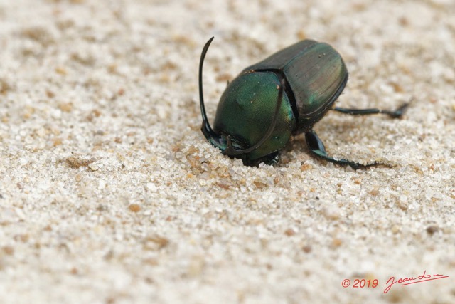039 ENTOMO 03 Nyonie la Savane Insecta 166 Coleoptera Scarabaeidae Scarabaeinae Proagoderus gibbiramus M 19E80DIMG_190826144242_DxOwtmk 150k.jpg