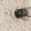 040 ENTOMO 03 Nyonie la Savane Insecta 166 Coleoptera Scarabaeidae Scarabaeinae Proagoderus gibbiramus M 19E80DIMG_190826144249_DxOwtmk 150k.jpg