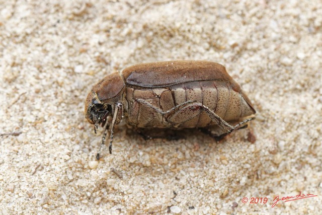 043 ENTOMO 03 Nyonie la Savane Insecta 167 Profil Coleoptera Scarabaeidae Melolonthinae Non Identifie 19E80DIMG_190827144258_DxOwtmk 150k.jpg