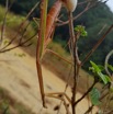 054 Entomo 03 Nyonie Nyonie la Savane Insecta 158 Mantodea Mantidae Mante F Creant Ootheque 19GalaxyS8PhMoIMG_20190824_083120_DxOwtmk 150k.jpg