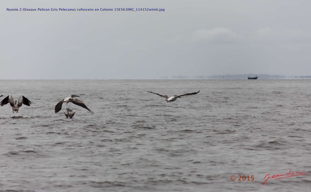 011 Nyonie 2 Oiseaux Pelican Gris Pelecanus rufescens en Colonie 15E5K3IMG_114152wtmk.JPG