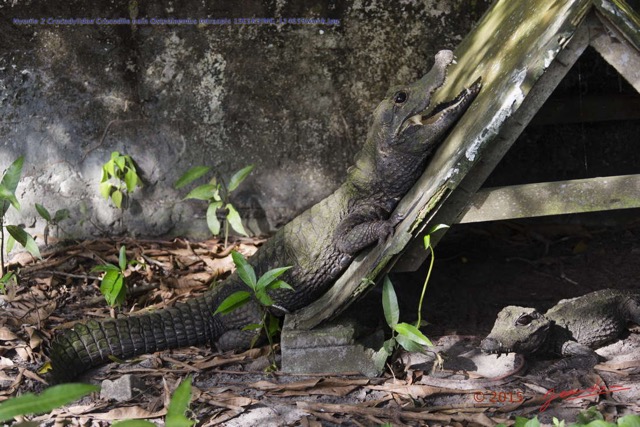 075 Nyonie 2 Crocodylidae Crocodile nain Osteolaemus tetraspis 15E5K3IMG_114659wtmk.JPG