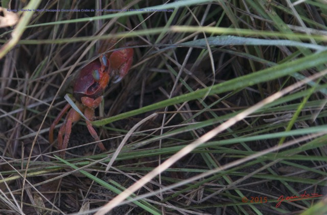 146 Nyonie 2 Marche le Matin Decapoda Gecarcinidae Crabe de Terre Cardiosoma sp 15E5K3IMG_114630awtmk.JPG