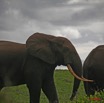032 SETTE-CAMA Elephants sur la Plage 7EIMG_0552wtmk.JPG