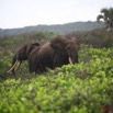 033 SETTE-CAMA Elephant sur la Plage E7IMG_0560WTMK.JPG