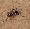 028 Insecte Diptere Live Moustique Piquant 9E5K2IMG_55829wtmk.jpg