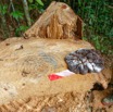 070 CFAD Haut-Abanga Zone de Debuscage Fungi 019 Champignon sur Base Tronc Coupe 19E5K3IMG_190812151756_DxOwtmk 150k.jpg